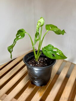 Monstera monkey, Monstera obliqua Leichtlinii, Opičí monster - 3