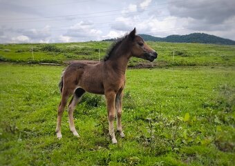 Letošní hřebeček minihorse - REBELION B - 3