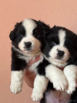 Miniaturní americký ovčák - 3