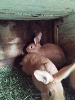 Burgundský králík - 3