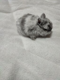 Zakrslý králíček - 3