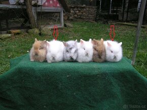 Teddy králíčci mláďata - 3