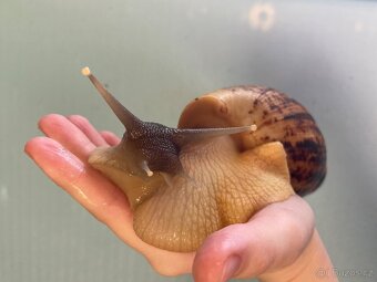 Oblovka síťkovaná (Lissachatina reticulata) 🐌 - 3