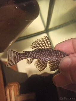 Hypancistrus L340 - 3