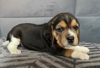 Štěňata bígl, štěně beagle tricolor (1xrezervace) - 3