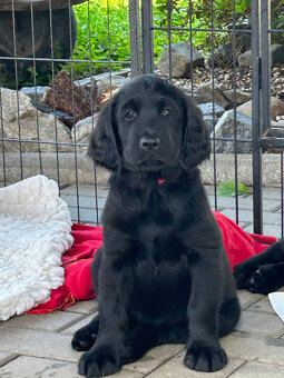 flat coated retriever - 3