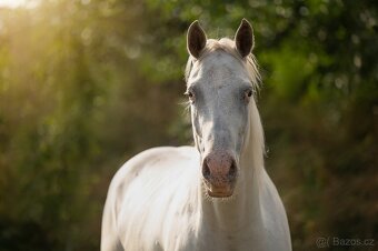 Valach appaloosa - 3