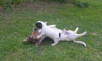 Štěňata Jack Russell Teriér - 3