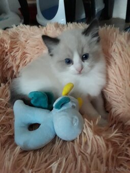 Ragdoll koťátka s PP - 3