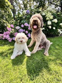Lagotto Romagnolo (Italský vodní pes) s PP - 3
