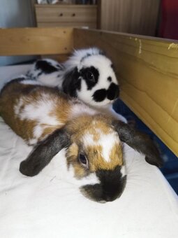 Daruji dva zakrslé králíčky bud spolu či zvlášť - 3