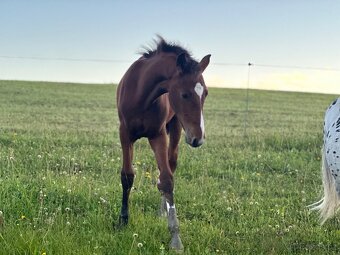 Hřebeček po Kannthago - 3