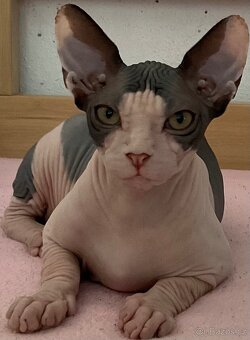 Prodám kanadského kocourka sphynx - 3
