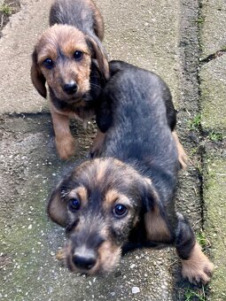 Nabízím štěně jezevčíka (kříženec drsnos. a krátkosrstý) - 3