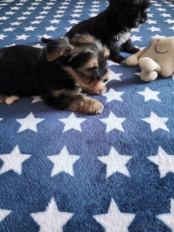 Jorksirsky terier - 3