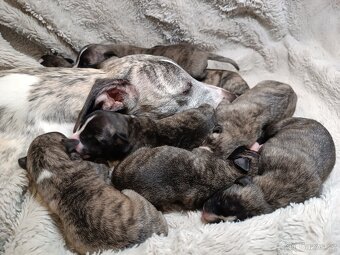 Vipet/Whippet - prodej štěňata s PP - 3
