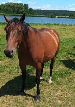 Klisna appaloosa - 3