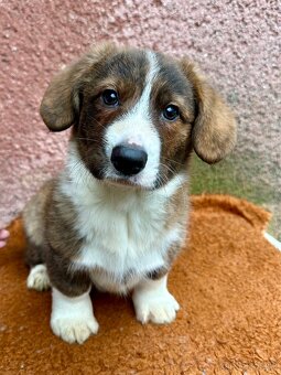 Welsh Corgi cardigan s PP - 3