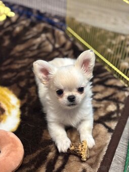 Čivava s PP FCI pejsci - 3