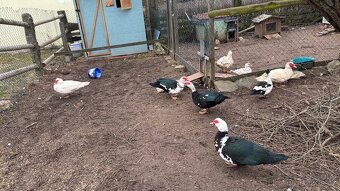 Kačeři pižmovka - 3