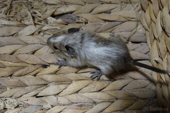 Prodám mladé osmáky - 3