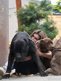 Bandog fenka - 3