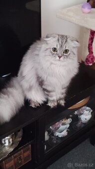 Britský kocour ke krytí 😻 - 3