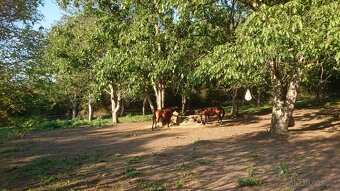 ustájení paddock paradise, Kralupy nad Vltavou, D8 Exit 8 - 3