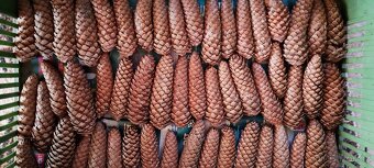 Šišky na tvoření a na dekorace - 3