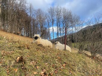 Prodám rodinku ovce walliserské černonose - 3