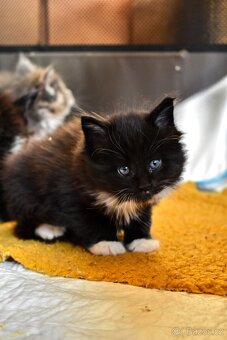 Mainská mývalí bez p.p. - 3