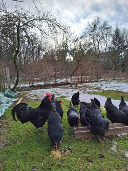 Násadová vejce - 3