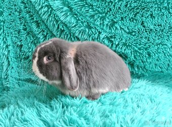 minilop - beránci - 3