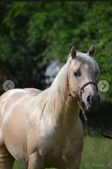 Appaloosa/Quarter horse - 3