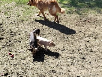 Kune Kune - 3