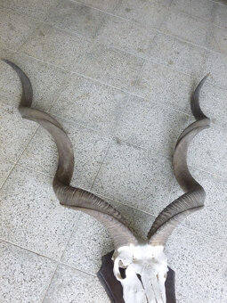 Kudu - 3