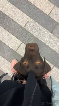 Hledá novou rodinu — Tayna, čokoládově hnědá labradorka. Jej - 3