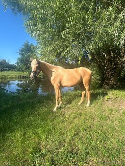 Pony do sportu - 3