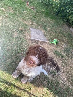 Lagotto romagnolo s PP - 3