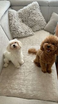 Maltipoo - 3