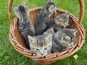 Daruji koťátka - 3