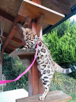 Bengalská kočka - 3