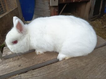 Zakrslý králík - 3