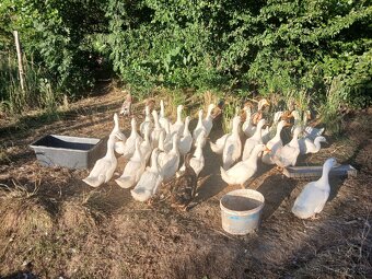 Kachna pekingská - 3
