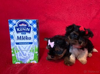 Jorkšírský teriér Biewer - 3