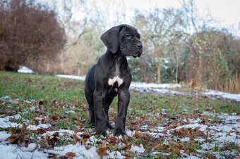 Německá doga s PP - 3