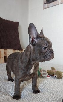 Francouzský buldoček – rozkošná štěňátka (fenka a pejsek) - 3