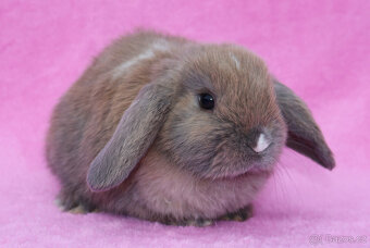 Zakrslý beránek samička . - 3