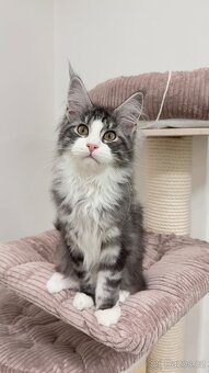 Kočka mainská mývalí s PP - 3