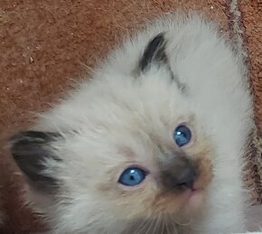 Maciatka ragdoll na odber - 3